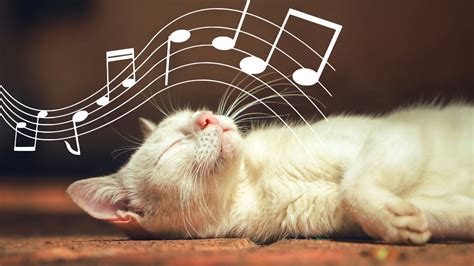 does music calm cats? the soothing sounds of Mozart or heavy metal?