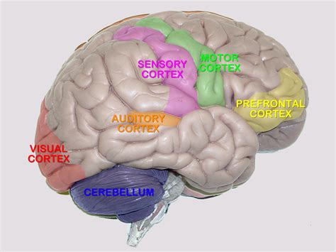 which ear is better for music: does the brain process sound differently through each ear?